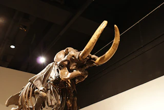 Cohoes Mastodon