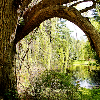 Pine Hollow Arboretum