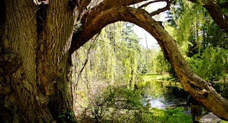 Pine Hollow Arboretum